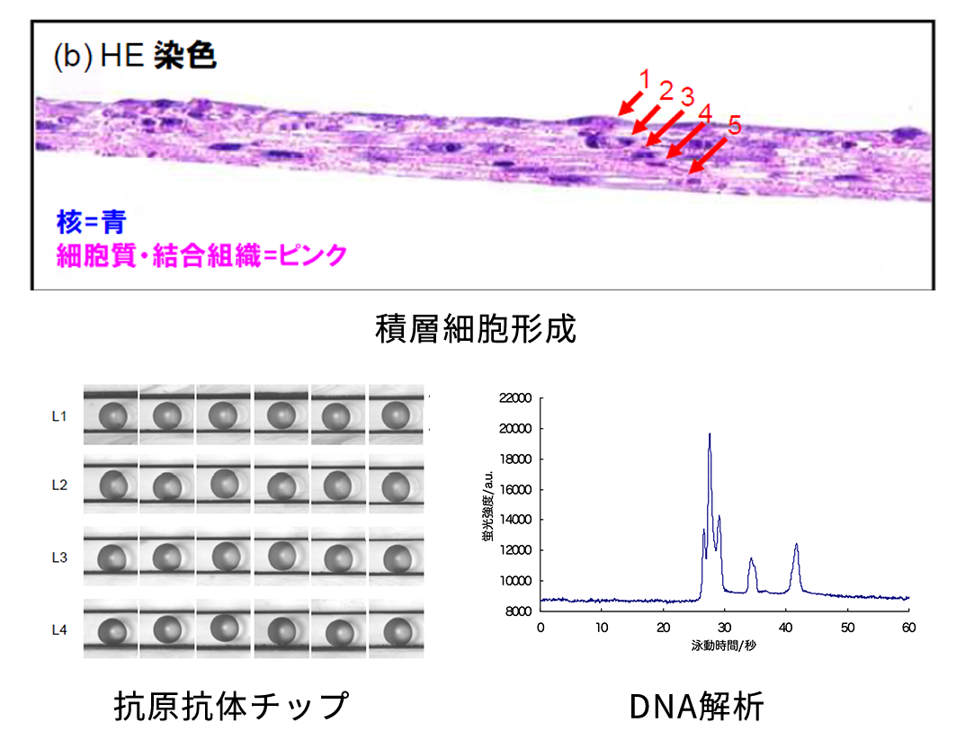 Option使用例イメージ